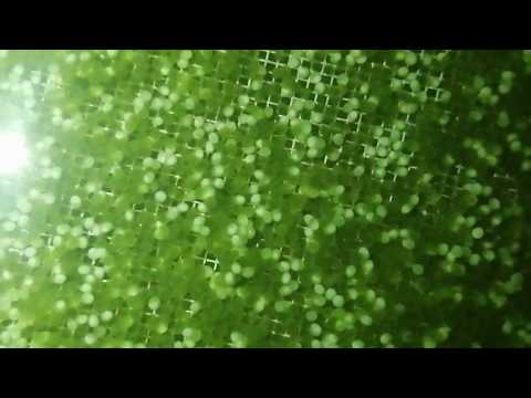Видео: Инкубация икры сома за 16 часов. Часть 1