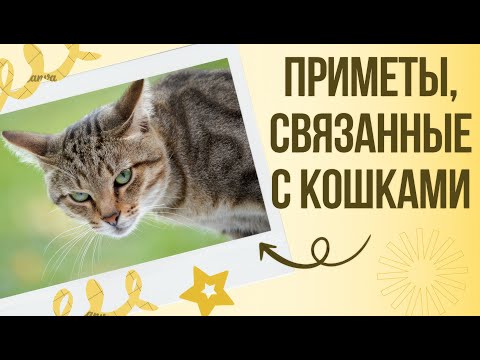 Видео: Приметы, связанные с кошками