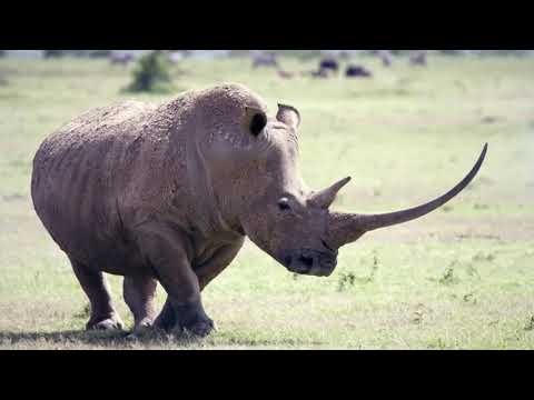 Видео: НОСОРОГ ПРОТИВ носорога, льва, слона, туристов, бородавочника и даже машины! Носорог в ДЕЛЕ!