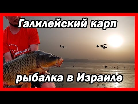 Видео: Галилейский карп на озере Кинерет или как поймать большую рыбу.