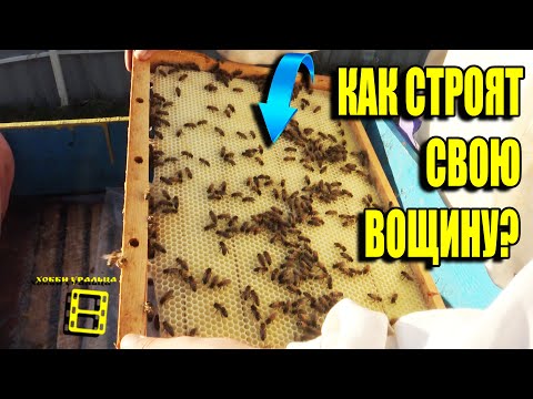 Видео: ОТСТРОЙКА ВОЩИНЫ ПРО ЗАПАС ИЛИ ДЛЯ ПЧЕЛИНОГО ГНЕЗДА.  ДЛЯ НАЧИНАЮЩИХ ПЧЕЛОВОДОВ 10-21