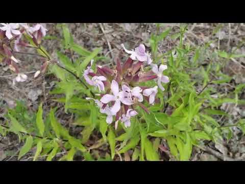 Видео: Часть третья. Дом отдыха у горы Куштау. Река Белая.