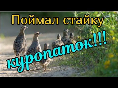 Видео: ТОЛПА куропаток в ОДНУ ловушку! Супер ловушка на куропаток, фазана Как поймать куропаток