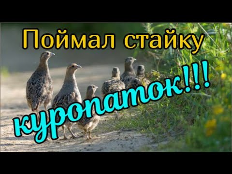 Видео: Поймал стайку куропаток в одну ловушку! Супер ловушка на куропаток, фазана Как поймать куропаток