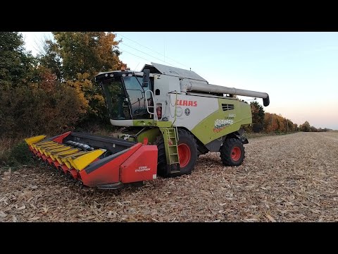 Видео: Кукуруза 2025 🌽🌽🌽