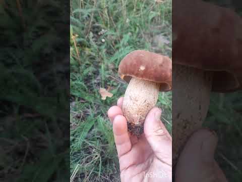 Видео: Неділя. Гриба мало, риба в ігнорі@ОлександрПошукайло #mushroom #грибочки #білі #гриболовля 