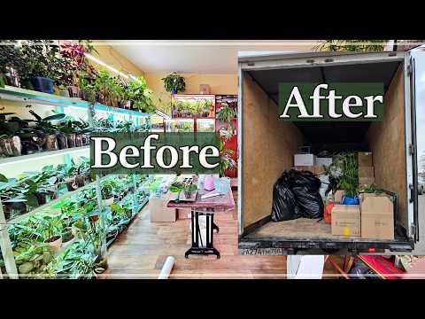 Видео: Как Собрать и Перевезти ЦЕЛУЮ Оранжерею? Переезд С ОРХИДЕЯМИ