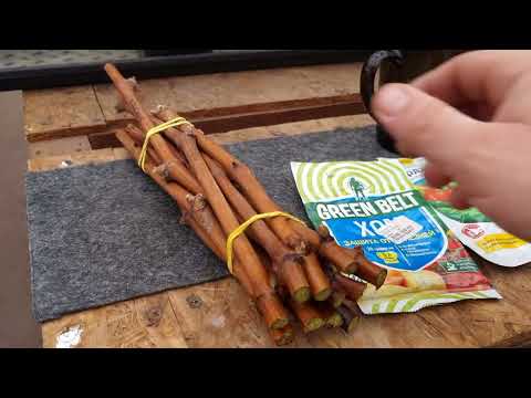 Видео: Начало виноградного сезона.Подготовка черенка винограда к укоренению.