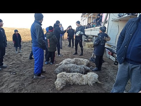 Видео: Мына сагааа!!! Таза улак болду 🔥🔥🔥 Бишкек/ Озёрный.