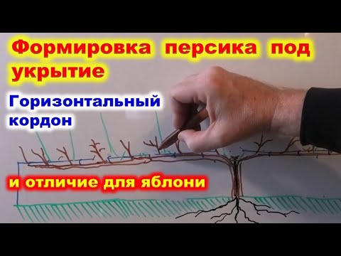 Видео: Формировка кроны ПЕРСИКа ГОРИЗОНТАЛЬНЫЙ КОРДОН.