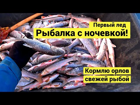 Видео: Рыбалка с ночевкой на первом льду! Кормлю орлов свежей рыбой // (Eng Subs)