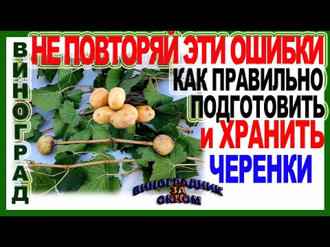 Видео: 🍇11 ошибок! Как правильно хранить черенки винограда. Таким способом можно хранить черенки целый год.