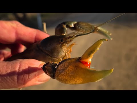 Видео: В ежемесячном октябрьском сборнике ябби, змей и многое другое