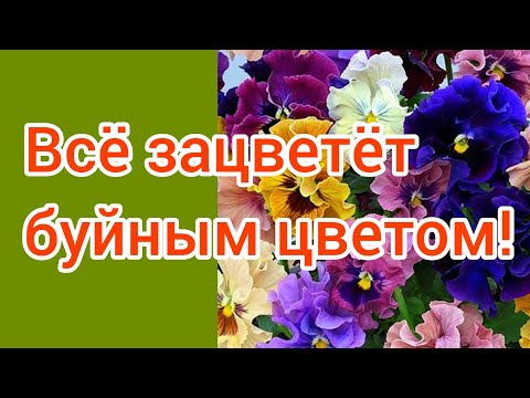 Видео: Цветы счастливы от таких подкормок!!!😁🍃