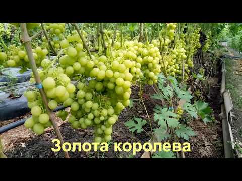 Видео: Найкраща шпалера для винограду, на нашу думку ;-)