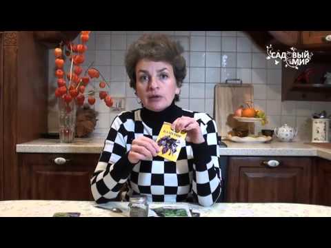 Видео: Как вырастить базилик  Сорта базилика. Сайт "Садовый мир"