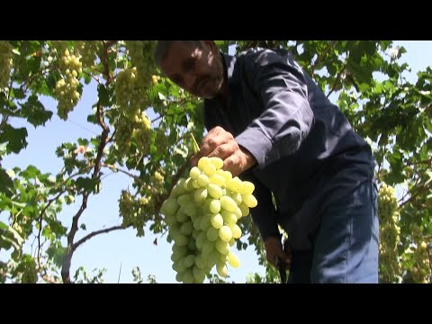 Видео: 2 гектар жерге 3 миң түп жүзүм өстүргөн кара-суулук багбан