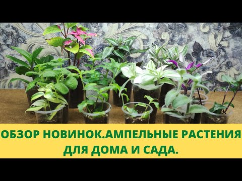Видео: Мои новинки. Новые ампельные растения в моей коллекции. Виды традесканций и плектрантуса. Мои планы.