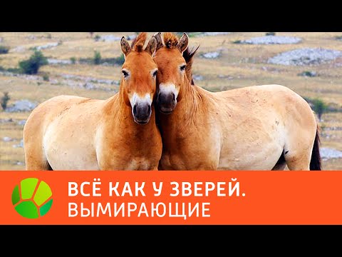 Видео: Вымирающие. Все как у зверей | Живая Планета