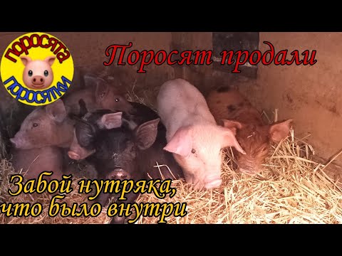 Видео: Поросят всех продали . Что было внутри у нутряка .