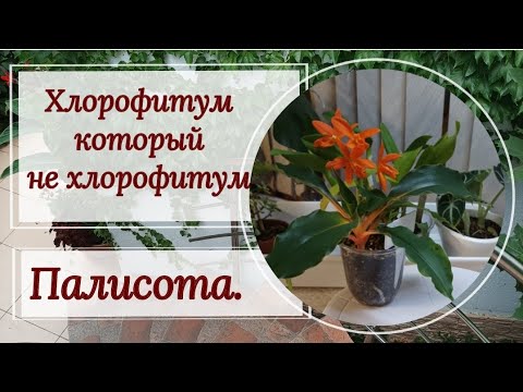 Видео: Хлорофитум- не хлорофитум, а палисота!
