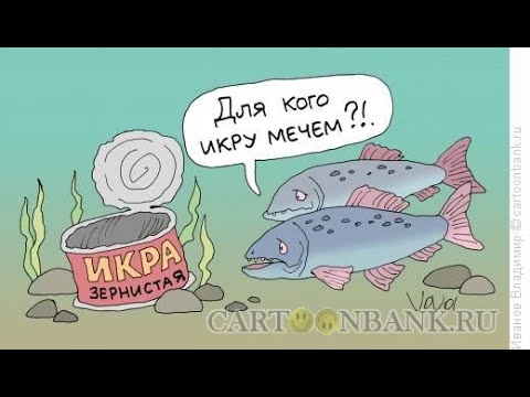 Видео: Коридорас Штерба  Разведение  Легко и просто