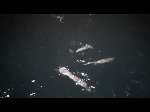 Видео: Охотники на головоногих 🦑