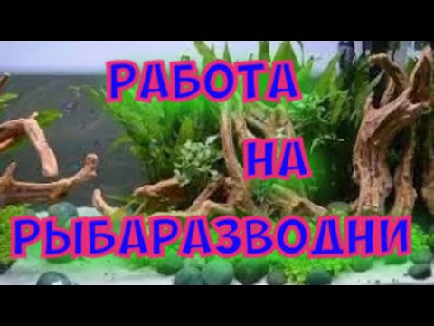 Видео: Работа на разводни. Уборка, чистка аквариума. Коряги в аквариуме.