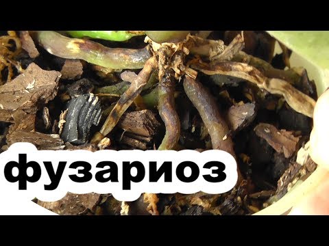 Видео: фузариоз. Признаки фузариоза. как вылечить растение