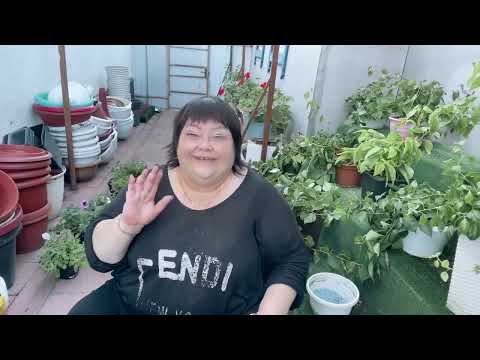 Видео: Высадка петунии на пмж