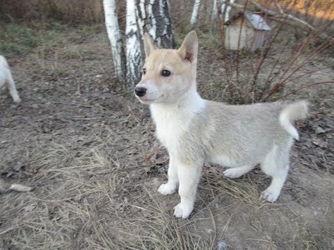 Видео: Щенок покинул мою стаю лаек