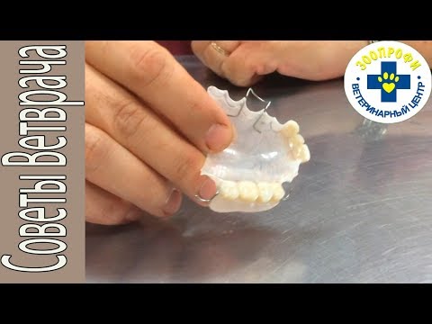 Видео: Первая Помощь при Проглатывание Собакой Инородного Предмета