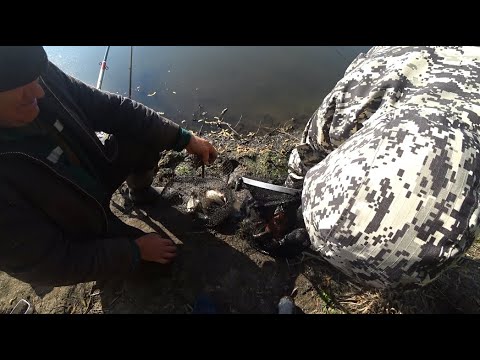 Видео: СИДЕЛИ РЫБАЧИЛИ!ПРИШЁЛ МЕСТНЫЙ И ЗАБРАЛ ВСЕХ КАРАСЕЙ!рыбалка на поплавок ловля линя и карася