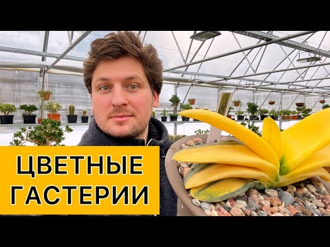 Видео: Моя коллекция цветных Гастерий Gasteria variegata collection