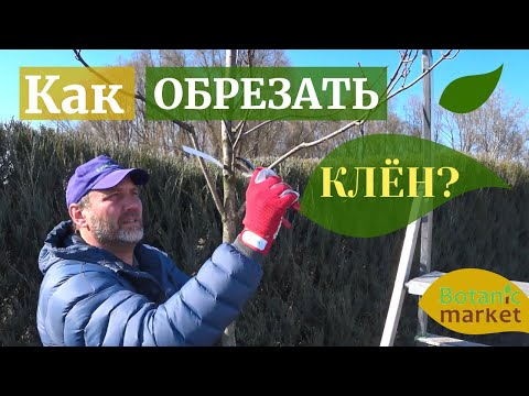 Видео: Как придать форму клену? | Обрезка и формирование кроны клена |   Владимир Разумовский