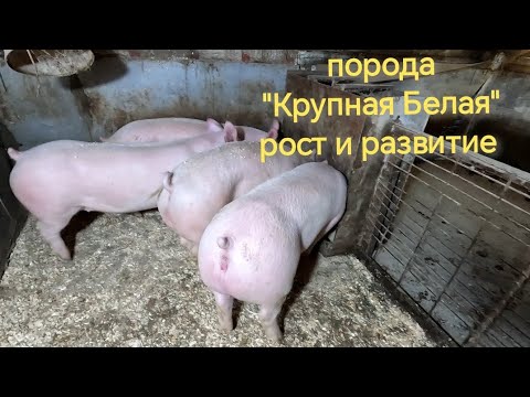 Видео: Порода "Крупная Белая" рост и развитие