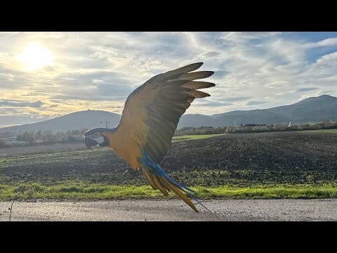 Видео: Излюбленное место Рокки 🥰 #birds #macaw #parrot #animals #animal #funnyanimals #funny #love #cute