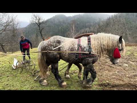 Видео: 🔥Оранка, продовження 🔥🤔🤔