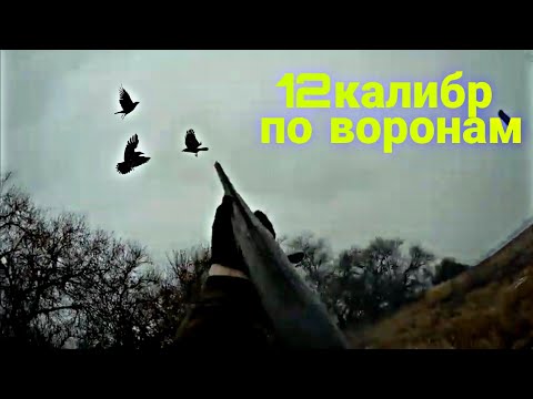 Видео: Охота на ВОРОН с Армсан 612.