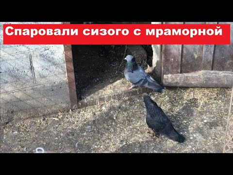 Видео: Если спаровать сизого голубя с мраморной голубкой... Понемногу о разном.