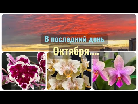 Видео: Новые цветоносы, утепление подоконника 🤗 СРОЧНАЯ пересадка по этой причине... #orchid #fypシ #plants