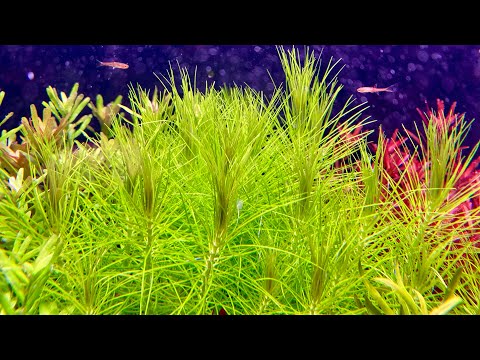 Видео: 11.10.2024. Обзор аквариумов dennerle 35 и 10 литров.