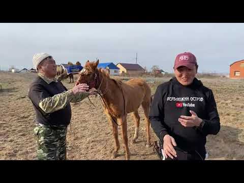 Видео: Катание на верблюдах 🐫🐫🐫Калмыкия Верблюжий остров❤️