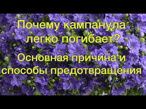Видео: Как правильно поливать кампанулу: частота, объём и особенности полива