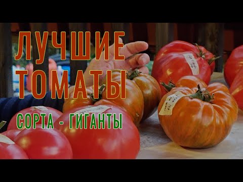 Видео: ЛУЧШИЕ ПОМИДОРЫ. ТОМАТЫ-ГИГАНТЫ на Вашем столе !