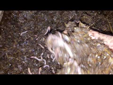 Видео: ДЕНДРОБЕНА на ЛИСТЬЯХ.