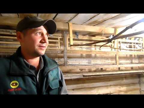 Видео: Сколько я заработал на попугаях в 2017 году.