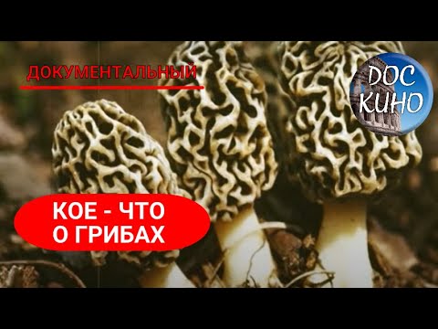 Видео: 🎭КОЕ-ЧТО О ГРИБАХ 🌎 ДОКУМЕНТАЛЬНОЕ КИНО 🎆 2011