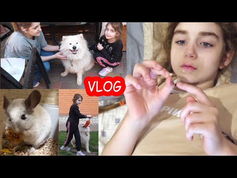 Видео: VLOG Зуб выбили. День Рождения Плюшки и Зайки. Раздаем покупки