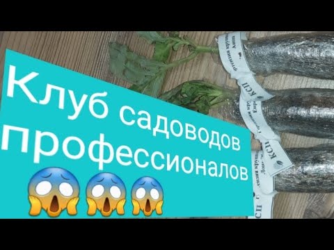 Видео: Шок распаковка, крупнолистные гортензии от "клуба садоводов профессионалов" 😱😱😱
